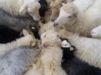 ...es gehen viele geduldige Schafe in einen - Mineralleckeimer